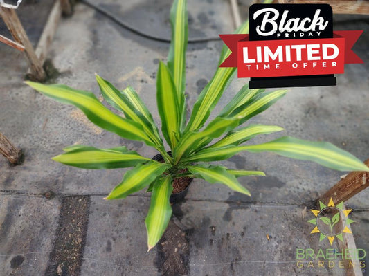 Large Dracaena Giganta - No Ship -