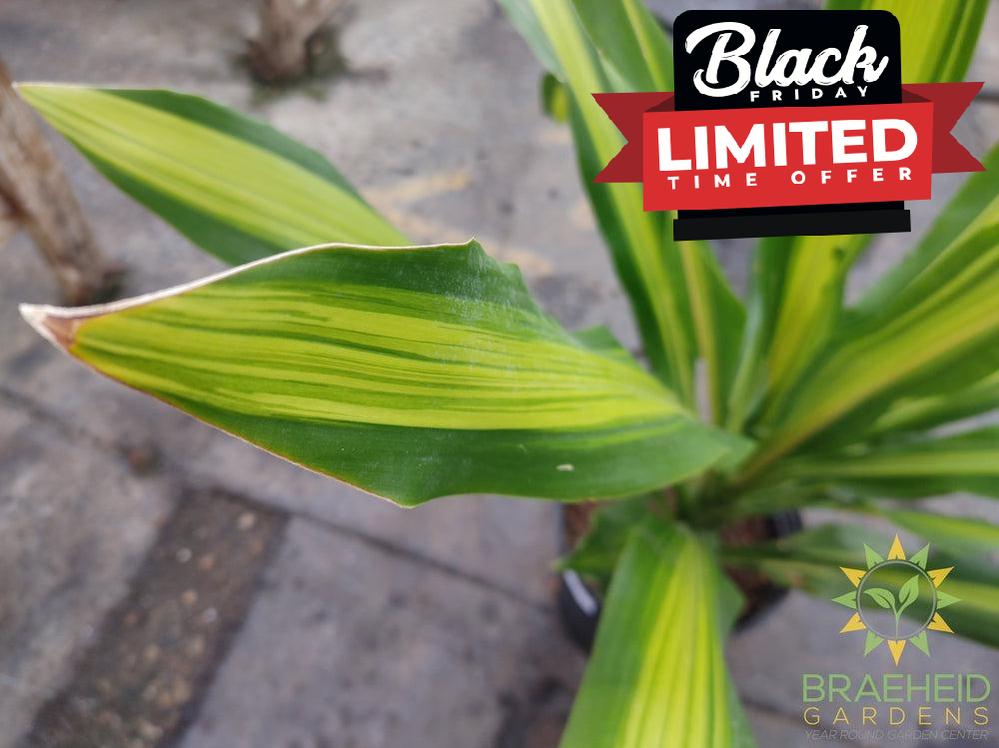 Large Dracaena Giganta - No Ship -