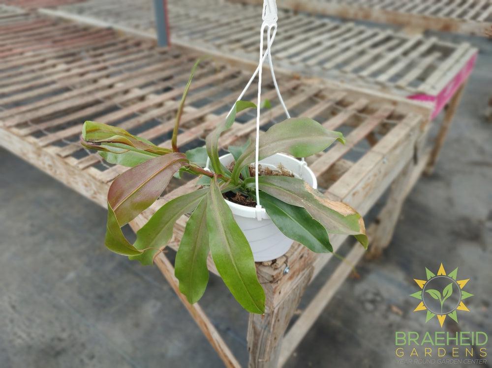 Nepenthes Hanging Basket - Pitcher Plant