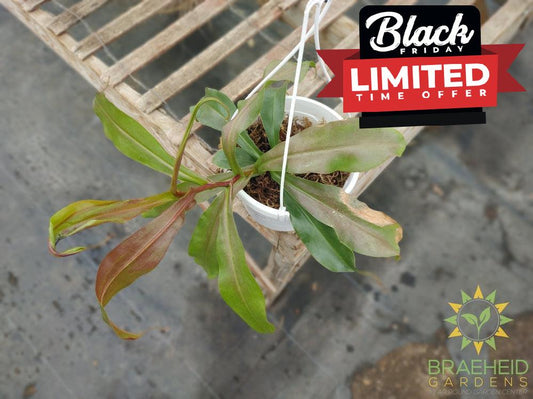 Nepenthes Hanging Basket - Pitcher Plant