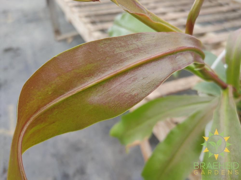 Nepenthes Hanging Basket - Pitcher Plant