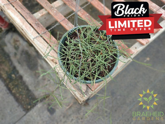 Hoya Retusa Hanging Basket