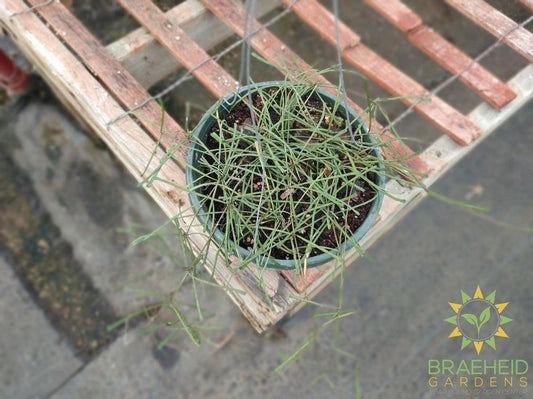 Hoya Retusa Hanging Basket