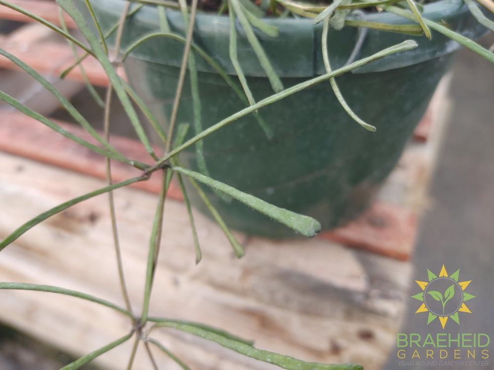 Hoya Retusa Hanging Basket