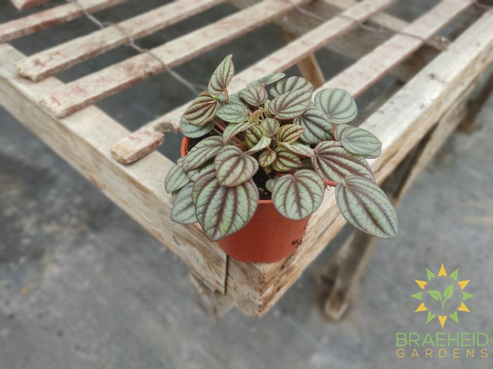 Peperomia Caperata