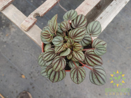 Peperomia Caperata