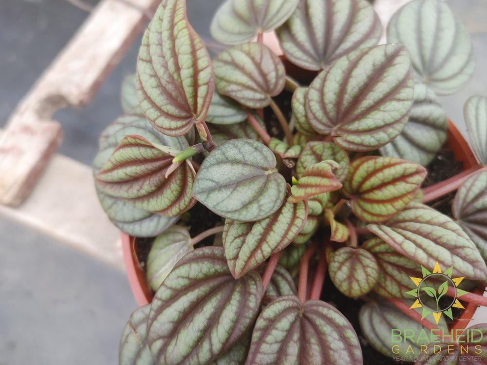 Peperomia Caperata