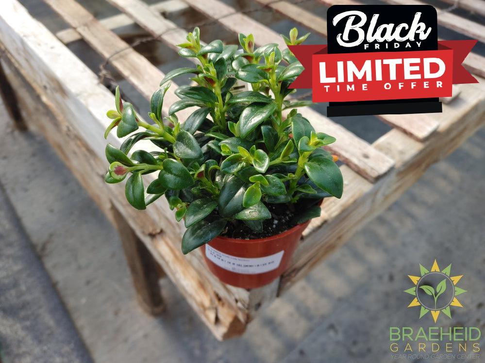 Goldfish Shady Lady Marlene