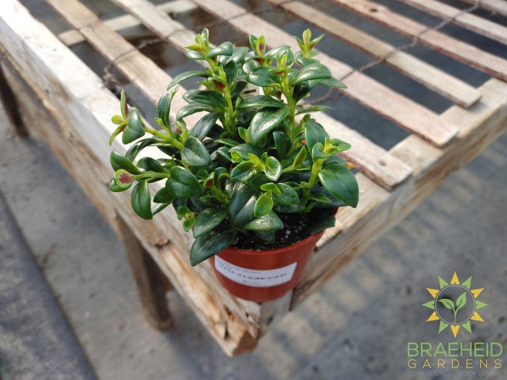 Goldfish Shady Lady Marlene