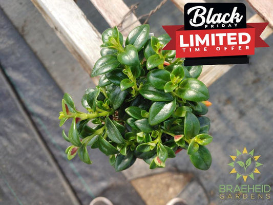 Goldfish Shady Lady Marlene