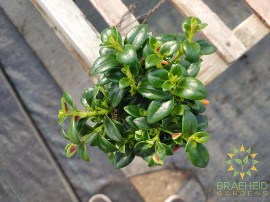 Goldfish Shady Lady Marlene