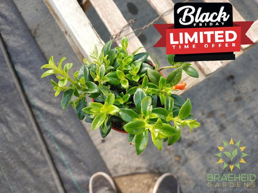 Goldfish Christmas Holly