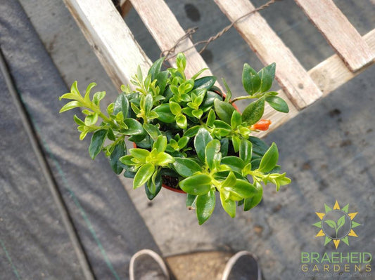 Goldfish Christmas Holly