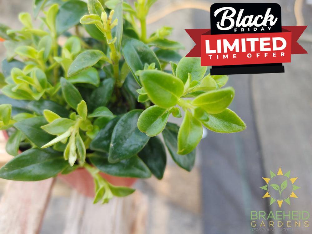 Goldfish Christmas Holly