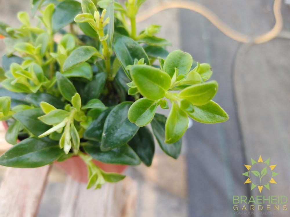 Goldfish Christmas Holly