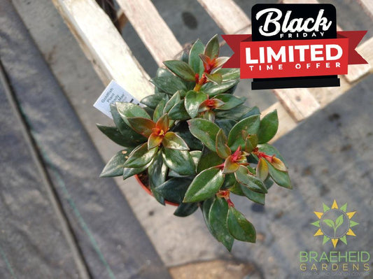 Goldfish Shady Lady Mae