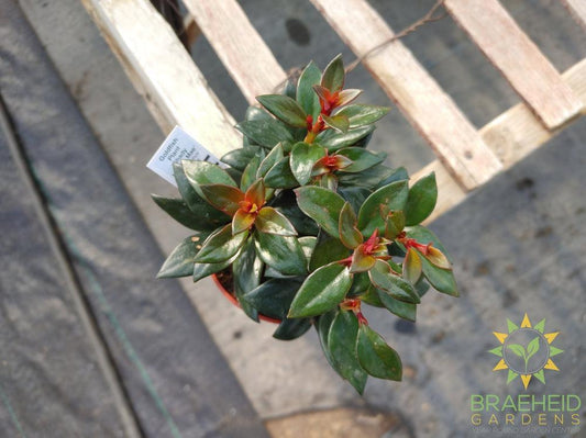 Goldfish Shady Lady Mae