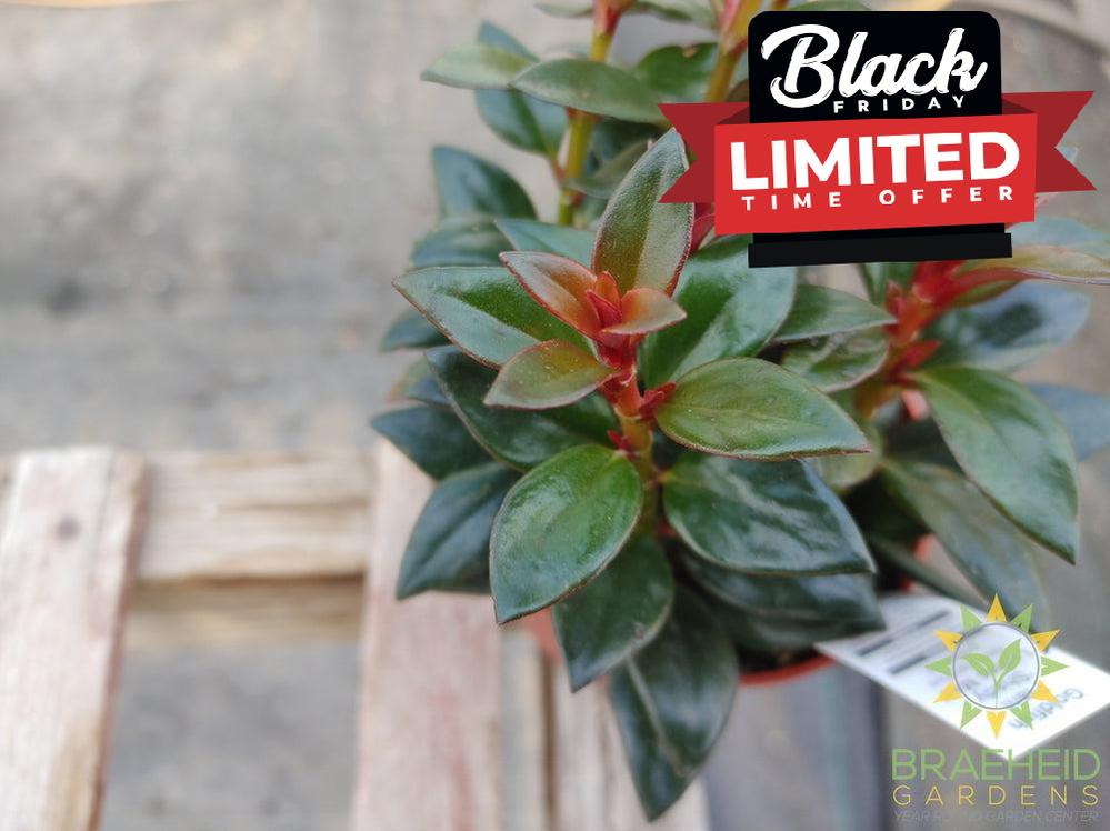 Goldfish Shady Lady Mae