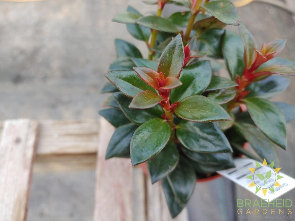 Goldfish Shady Lady Mae