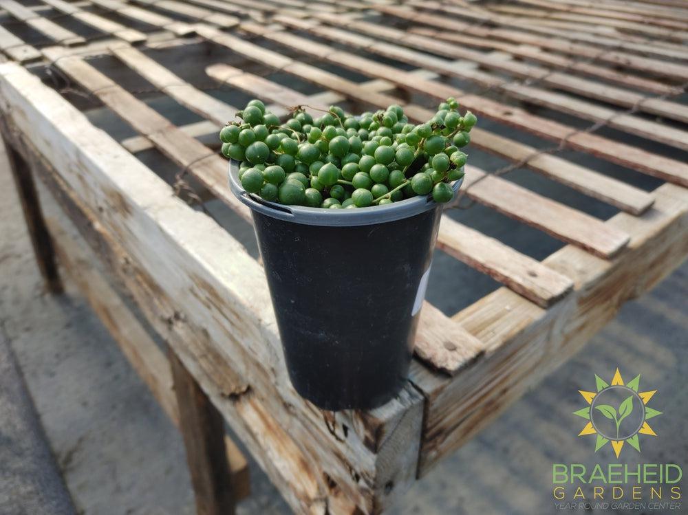 String of Pearls