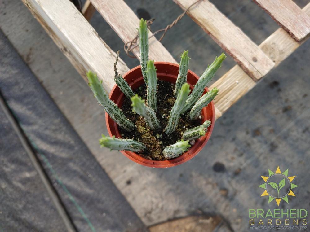 Pickle Plant Senecio Kleinia