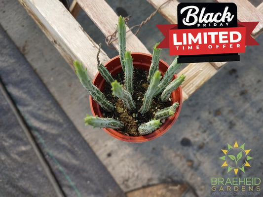 Pickle Plant Senecio Kleinia