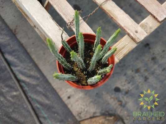 Pickle Plant Senecio Kleinia