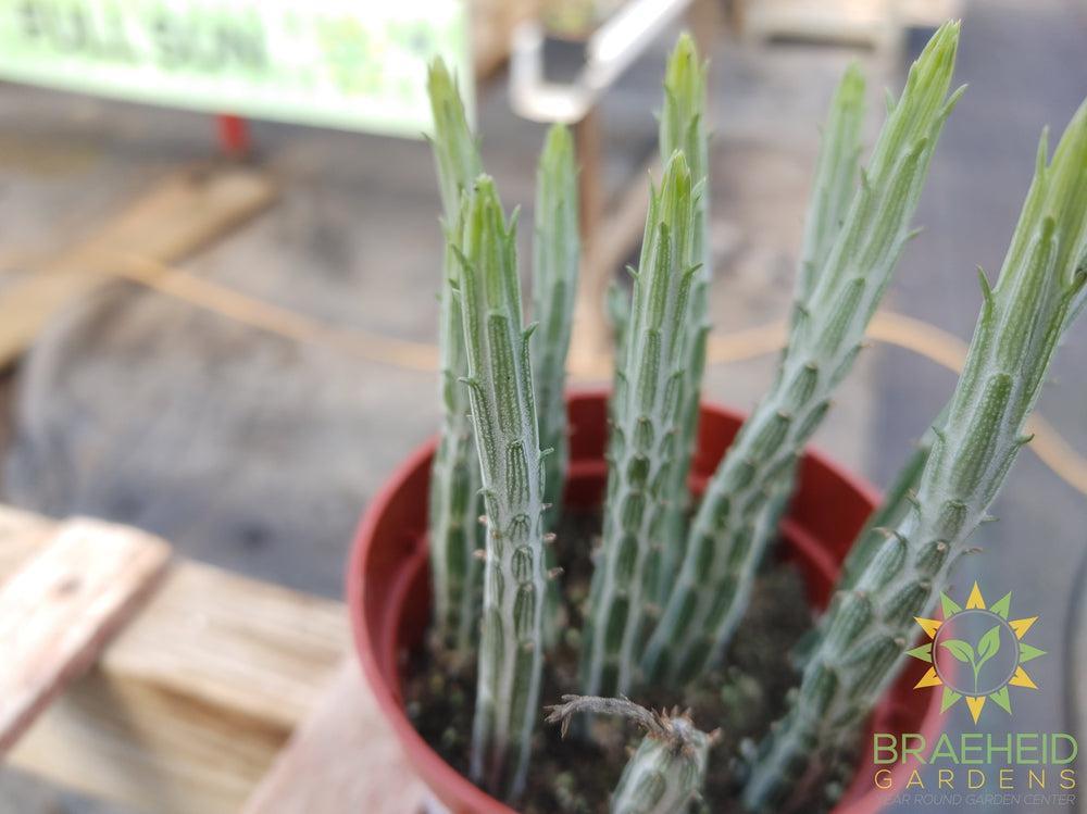Pickle Plant Senecio Kleinia