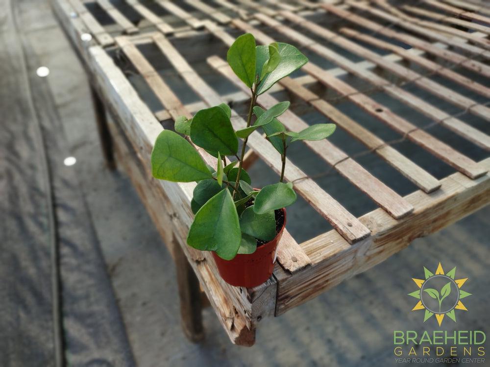 Ficus Triangularis Green