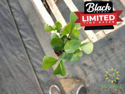 Ficus Triangularis Green