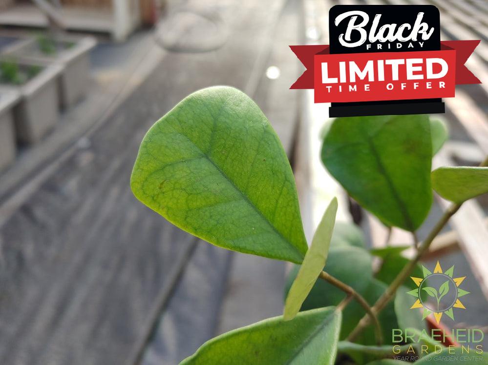 Ficus Triangularis Green