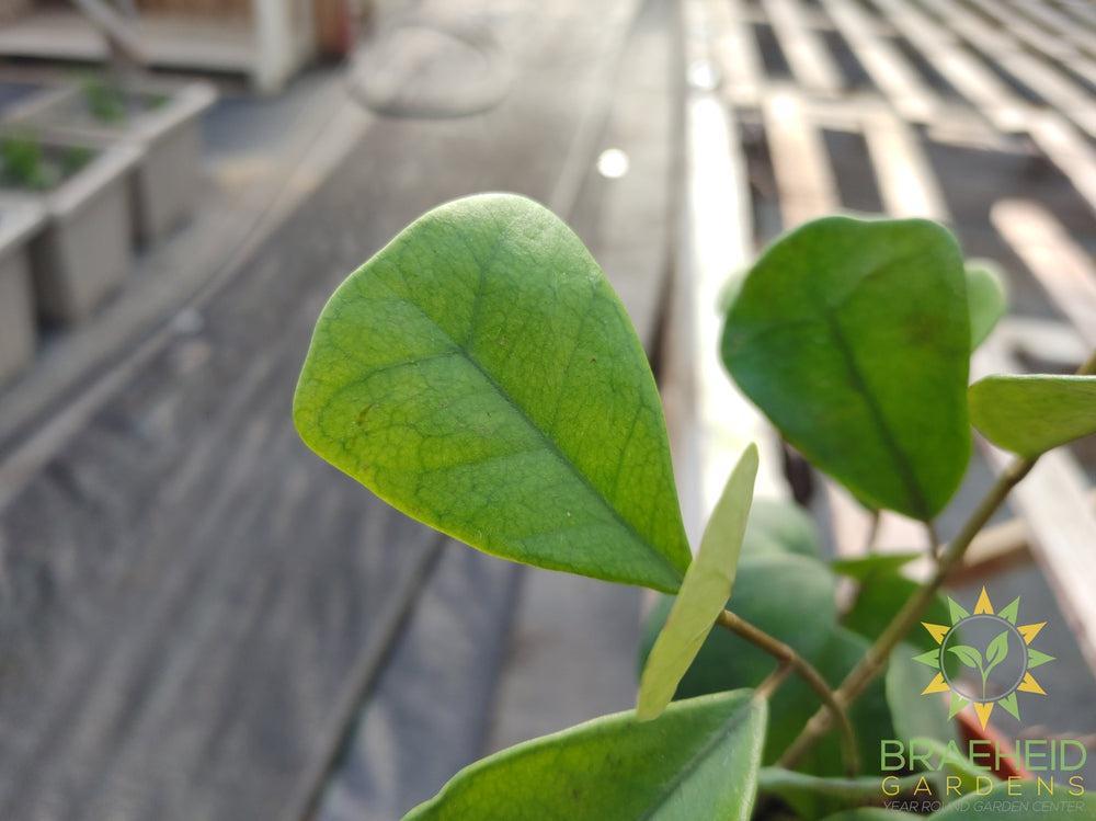 Ficus Triangularis Green