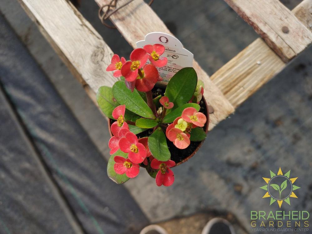 Crown of thorns