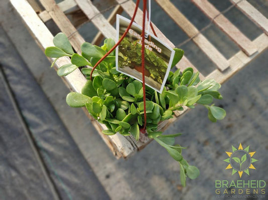 Cascading Jade Hanging Basket