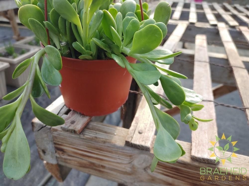 Cascading Jade Hanging Basket