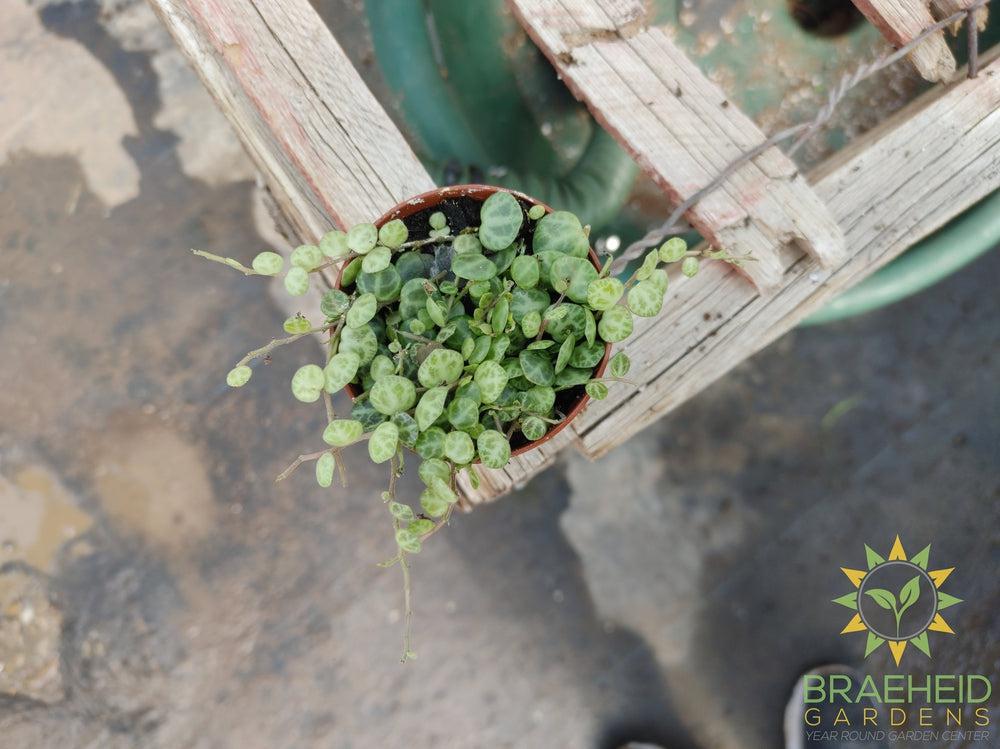Peperomia Prostrata - String of turtles
