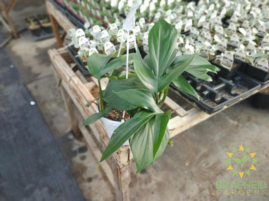 Raphidophora Decursive Hanging Basket - NO SHIP -