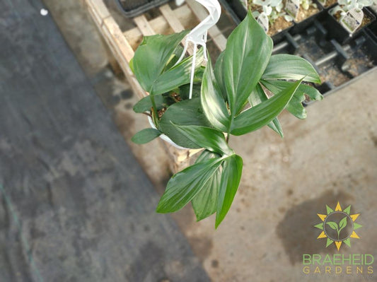 Raphidophora Decursive Hanging Basket - NO SHIP -