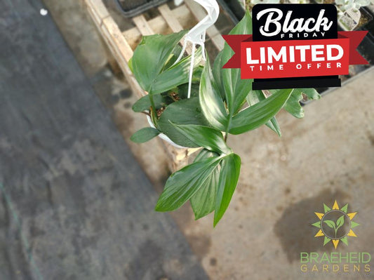 Raphidophora Decursive Hanging Basket - NO SHIP -