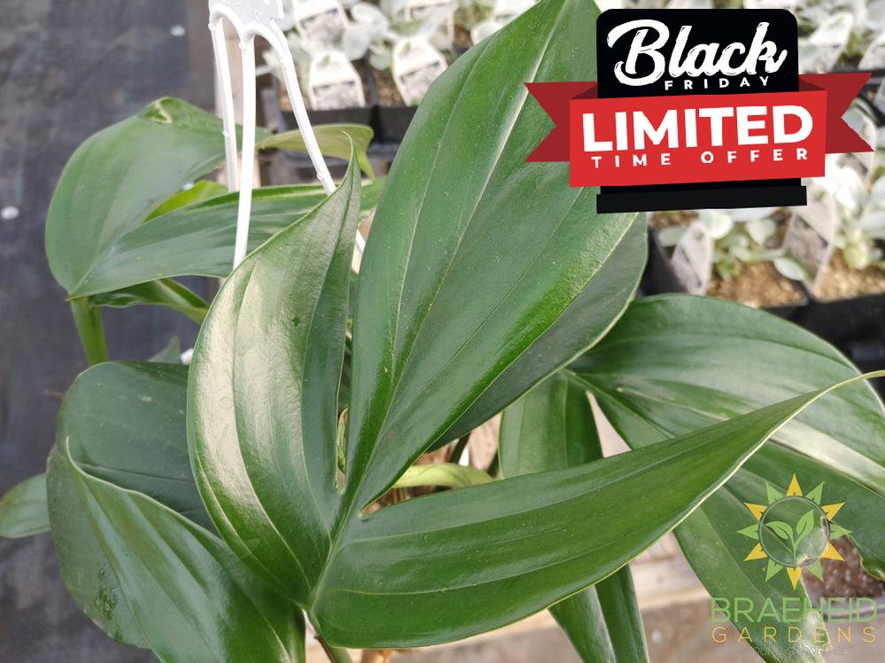 Raphidophora Decursive Hanging Basket - NO SHIP -