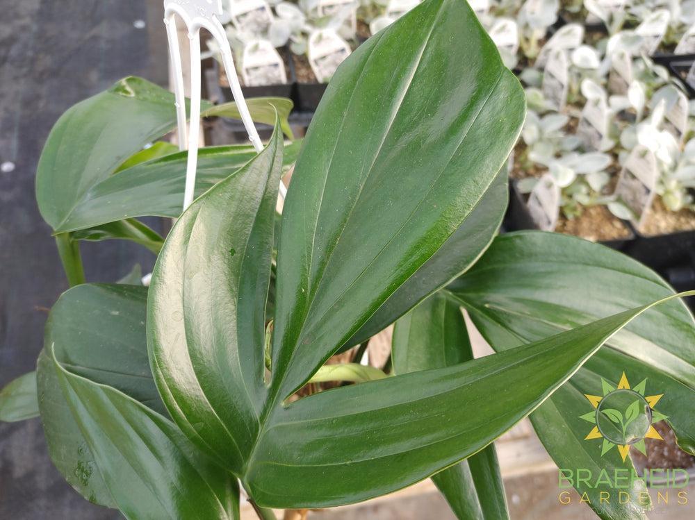 Raphidophora Decursive Hanging Basket - NO SHIP -