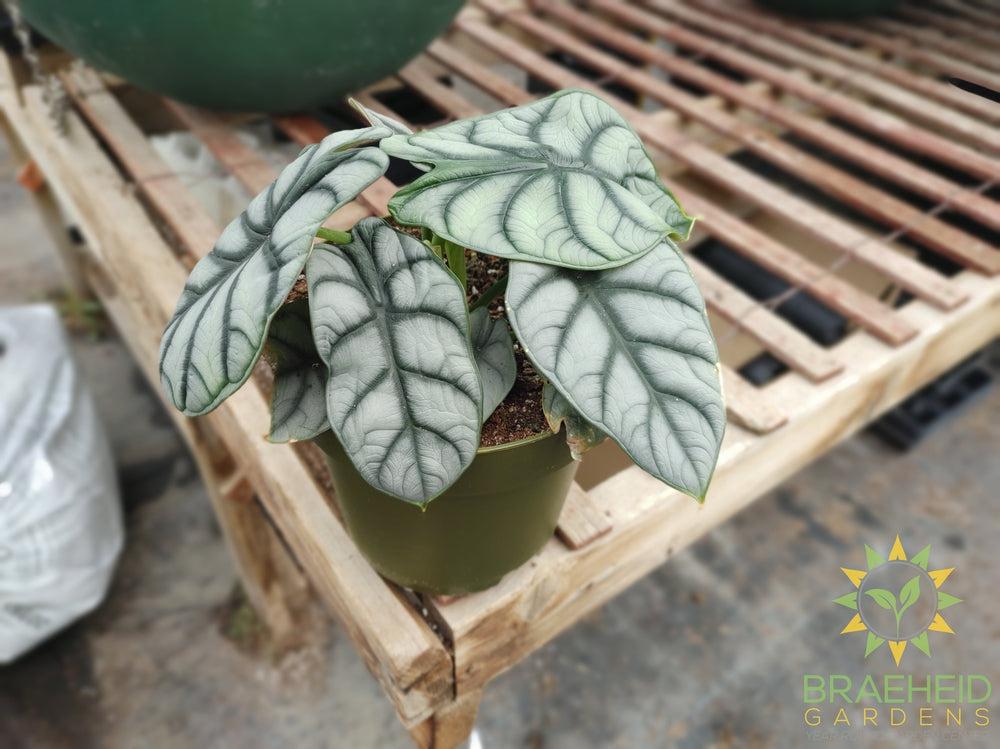 Alocasia baginda 'Silver Dragon'
