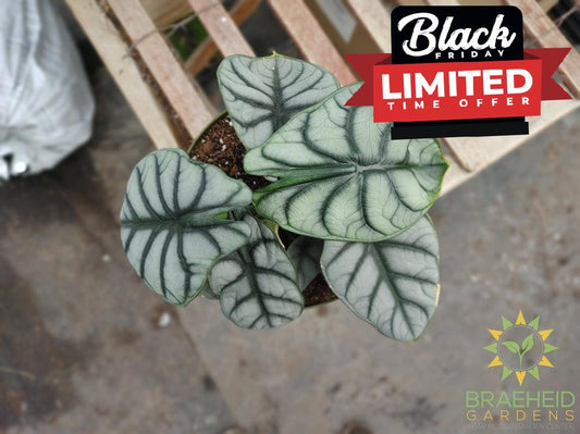 Alocasia baginda 'Silver Dragon'