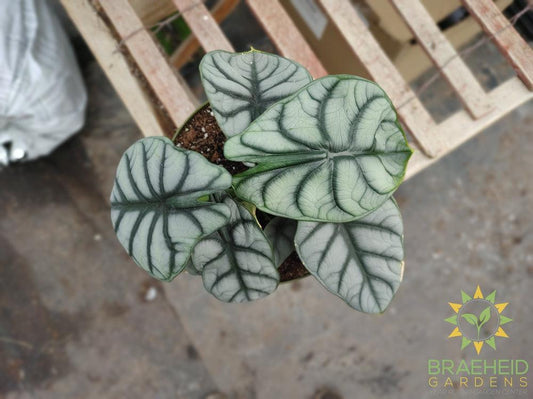 Alocasia baginda 'Silver Dragon'