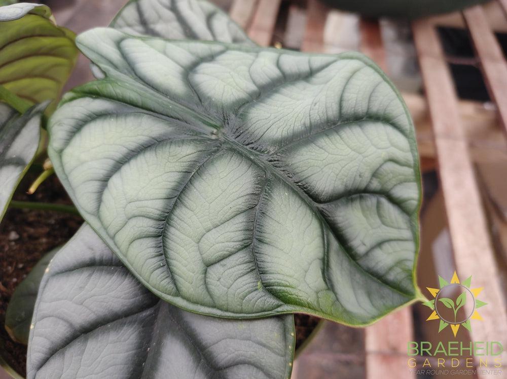 Alocasia baginda 'Silver Dragon'