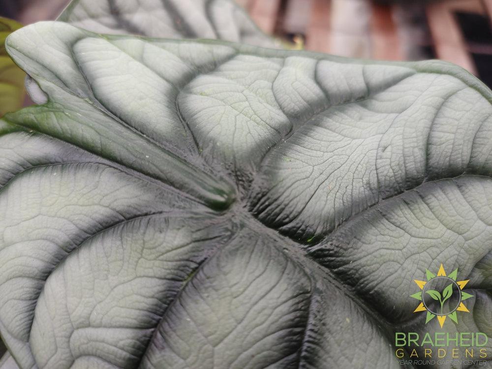 Alocasia baginda 'Silver Dragon'