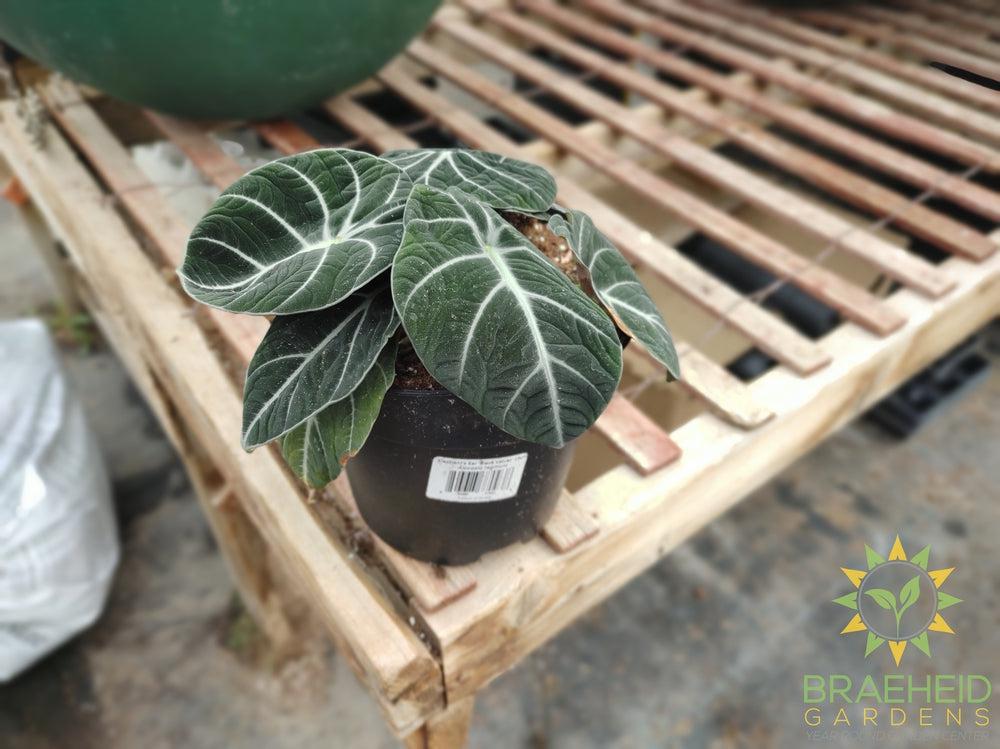 Alocasia 'Black Velvet'