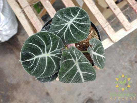 Alocasia 'Black Velvet'