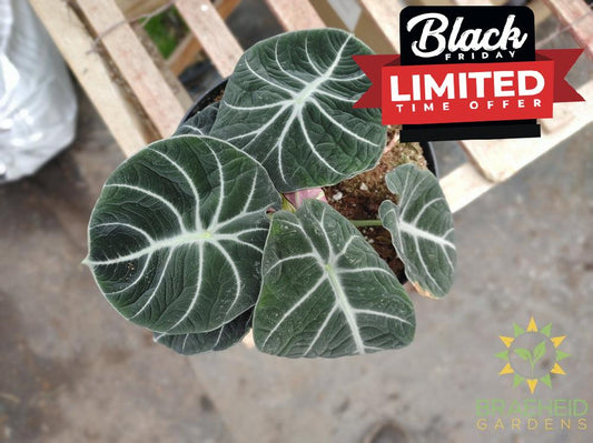 Alocasia 'Black Velvet'