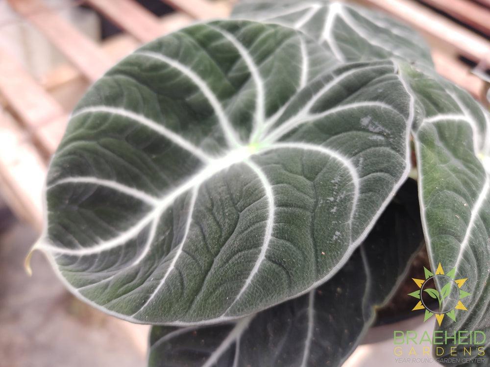 Alocasia 'Black Velvet'